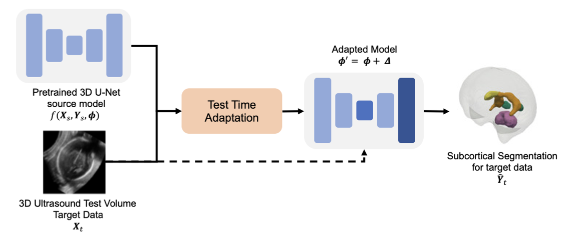 Exploring Test Time Adaptation for Subcortical Segmentation of the Fetal Brain in 3D Ultrasound