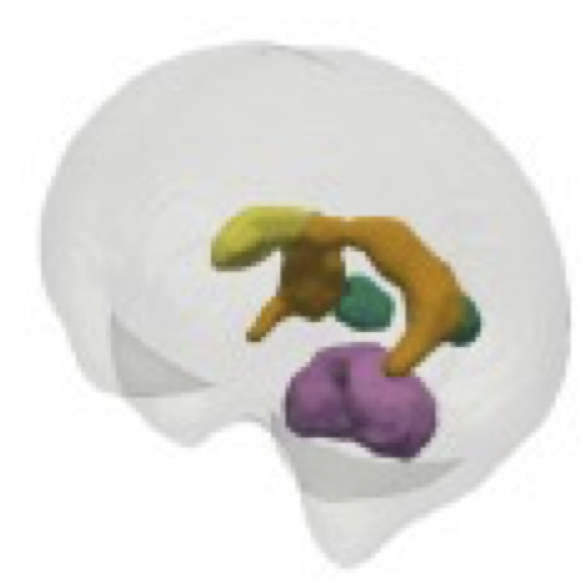 Subcortical segmentation of the fetal brain in 3D ultrasound using deep learning